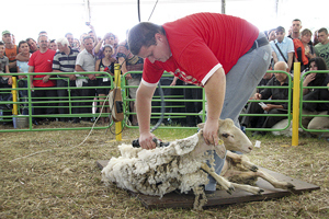 По време на първия събор имаше състезание по стригане на овце.
