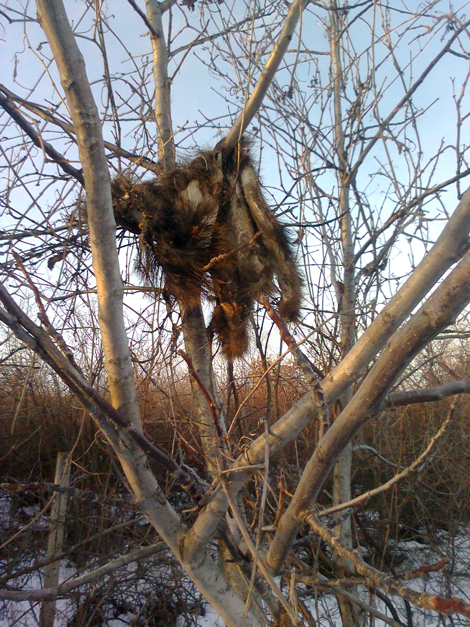 Ловци с джипове унищожават посевите