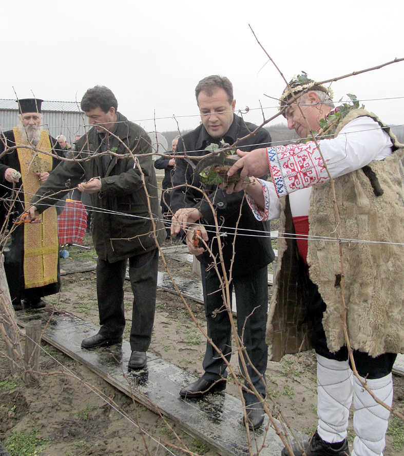 Общество | Даниел Панов заряза на  лозето в Килифарево