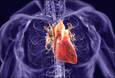 Heart_CardioSystem[1]