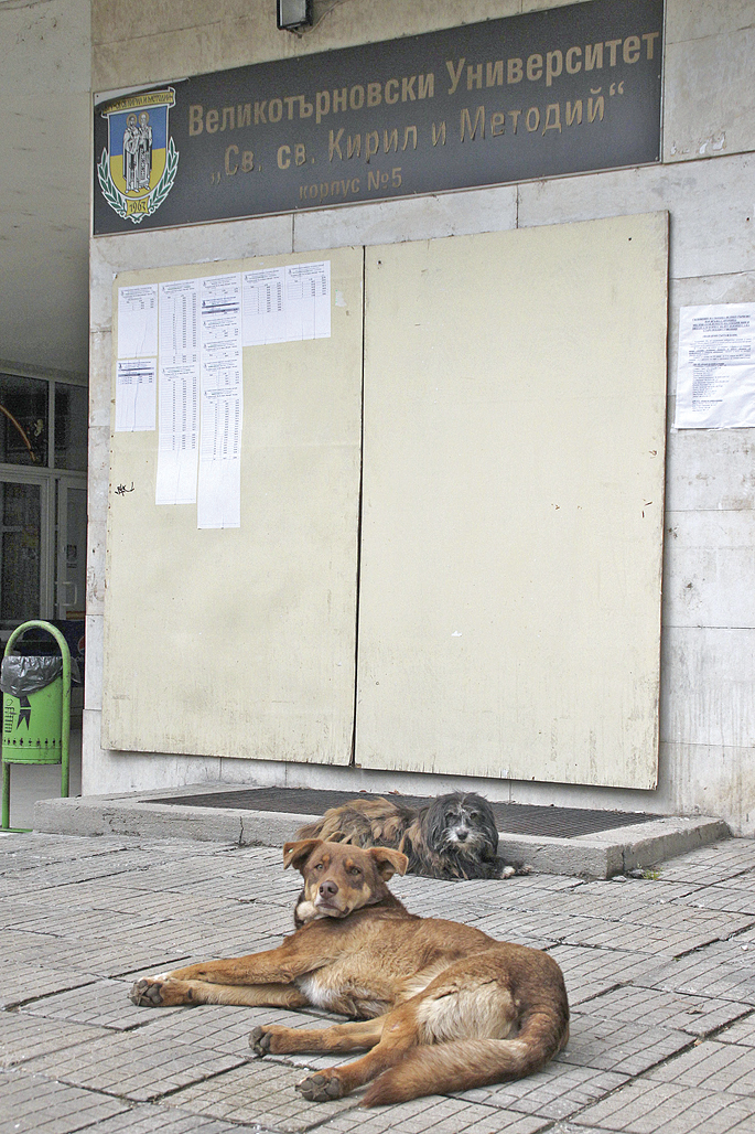 Улични кучета се препичат на слънцето пред Пети корпус на ВТУ.
сн. Даниел ЙОРДАНОВ