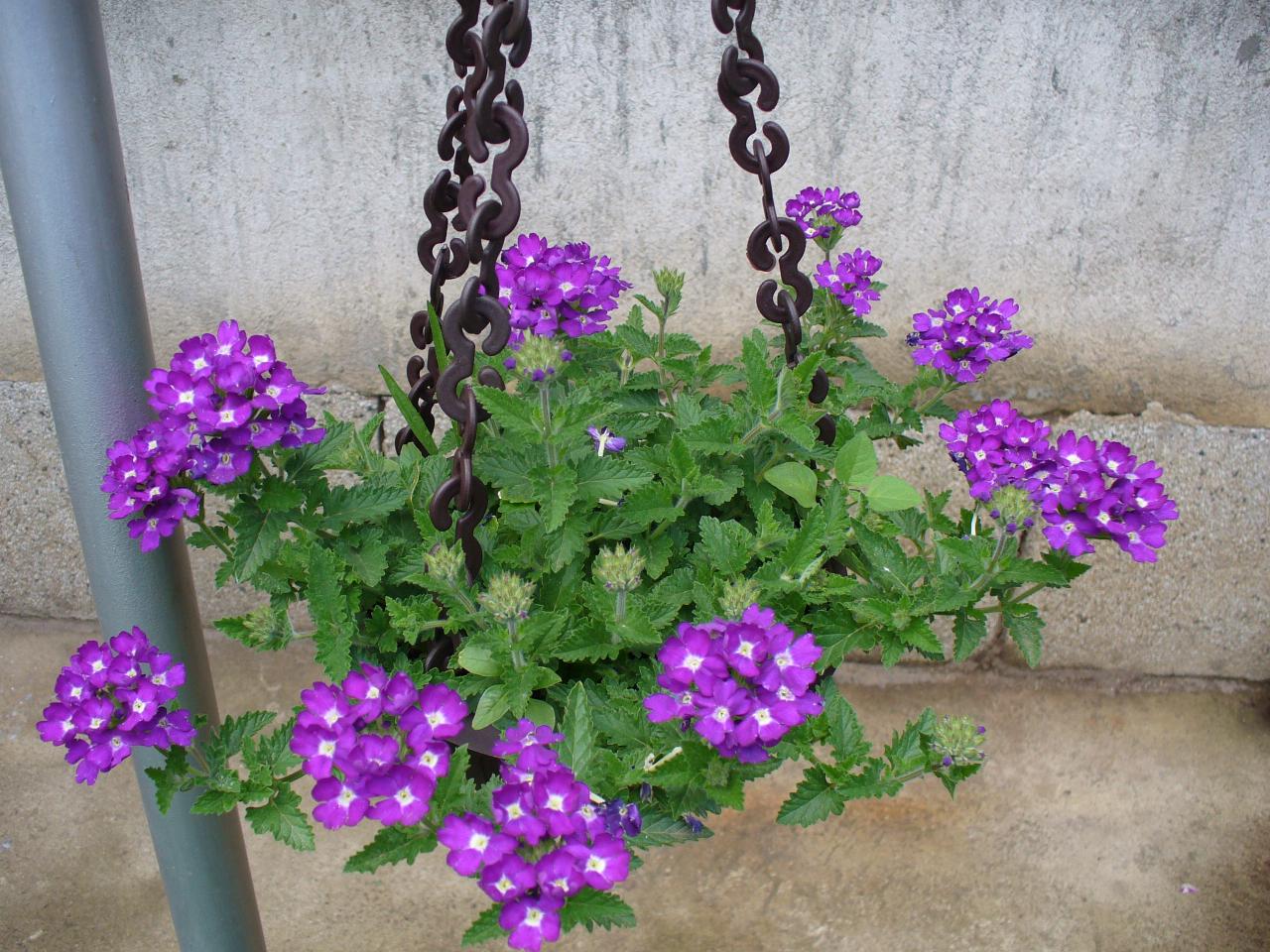 Горещи новини | Правят висящи градини с вербени във Велико Търново