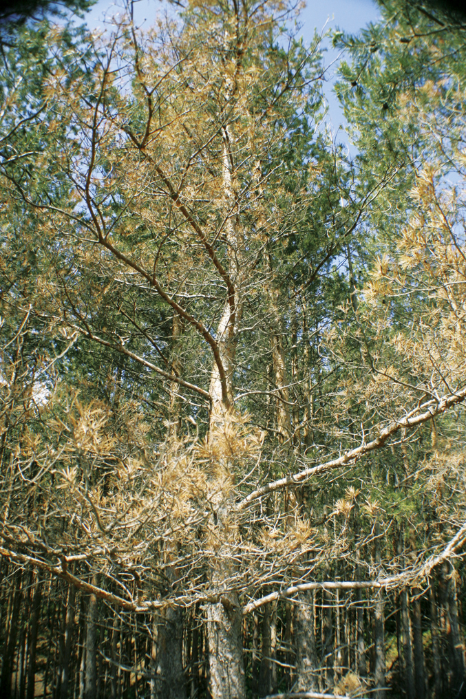 Общество | Боровите гори умират