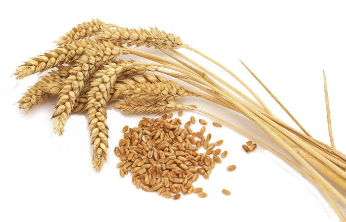 Общество | Деня на пшеницата честваха в свищовското село Царевец