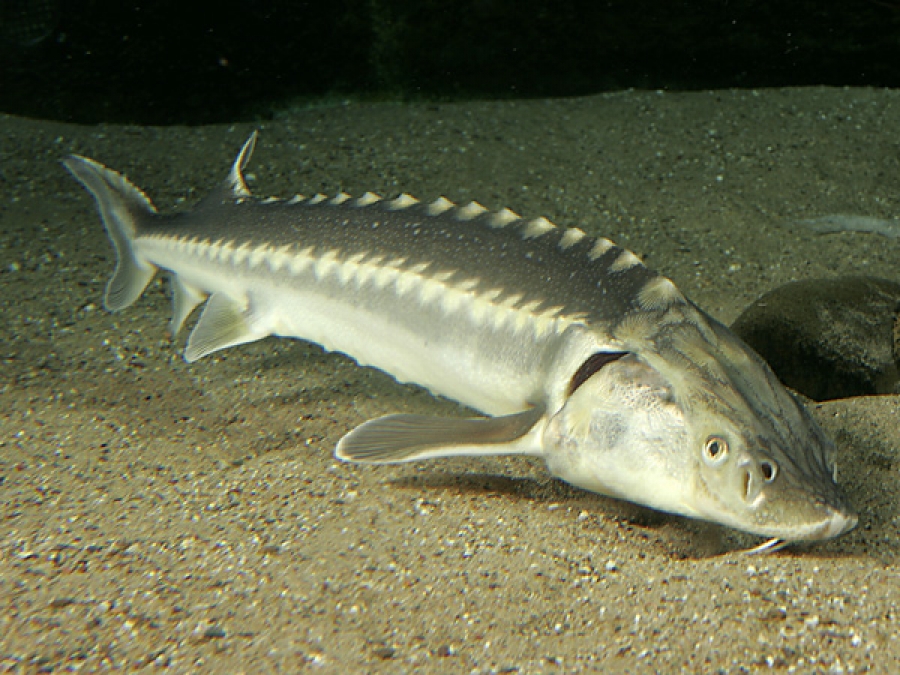 Общество | Еколози бият тревога: изчезва   дивата есетра в река Дунав