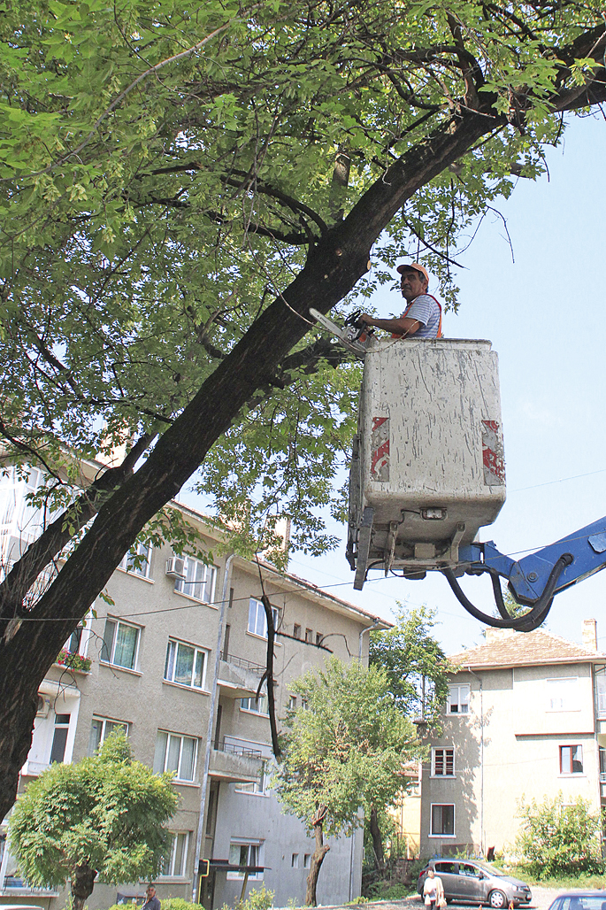 Общество | Кастрят опасните дървета в центъра