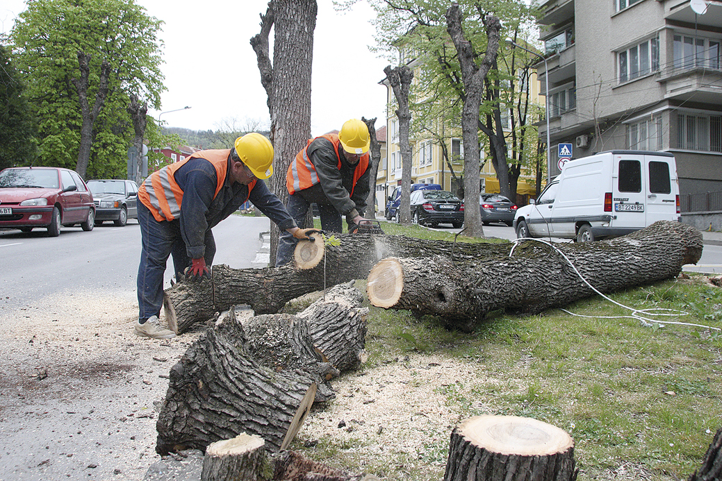 Горна Оряховица | До 500 лв.  са глобите  за увреждане  на дърветата