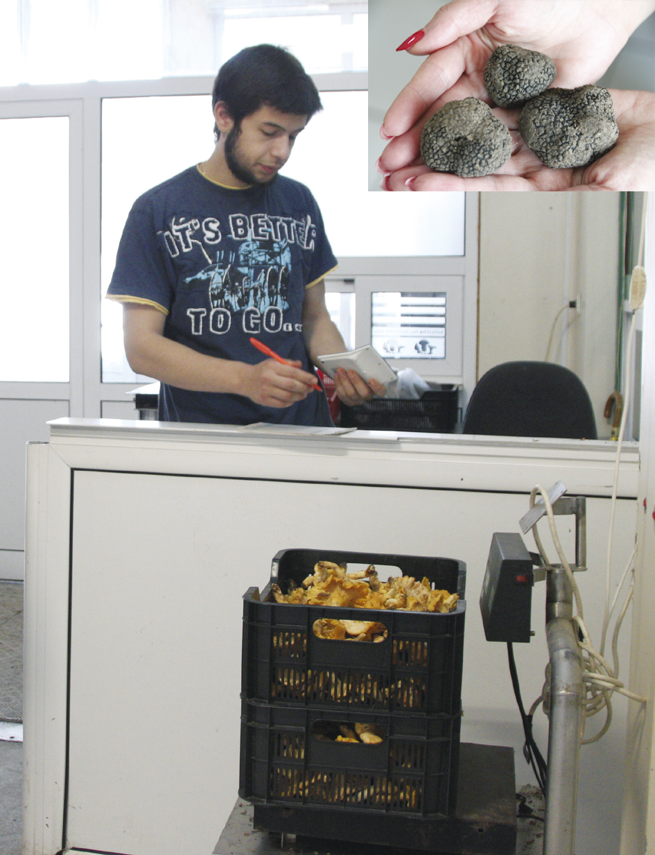 Горещи новини | Над 1200 лева на ден  изкарват гъбари в Еленско