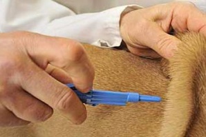 Здраве | Ветеринари тръгнаха на проверки в свинефермите