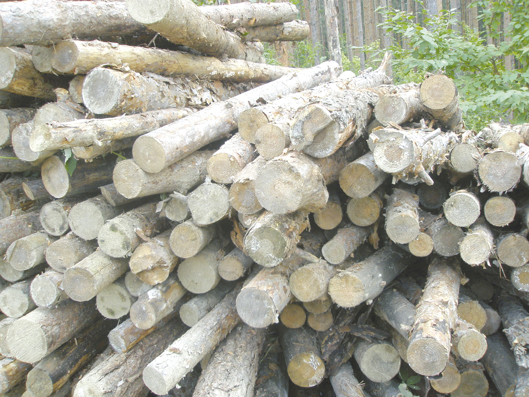 Общество | 1235 проверки в горите на Централна Северна България през август