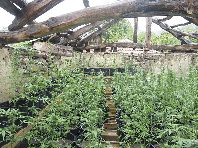 Крими | Над килограм канабис иззеха от 77-годишна баба