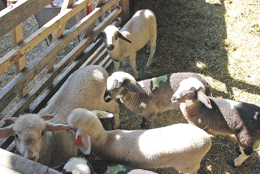 Ако овцеферми с животни над 50 броя комбинират молби и по друга схема, 
каквато възможност има, те ще получат значително по-големи помощи.