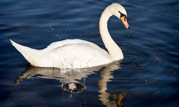 Крими | Полицията разследва смъртта на лебед