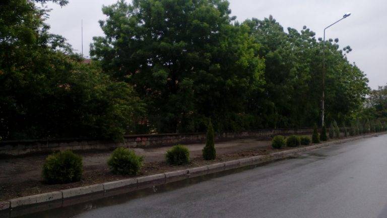 Свищов | Злосторници посегнаха на новопосадените храсти в Свищов