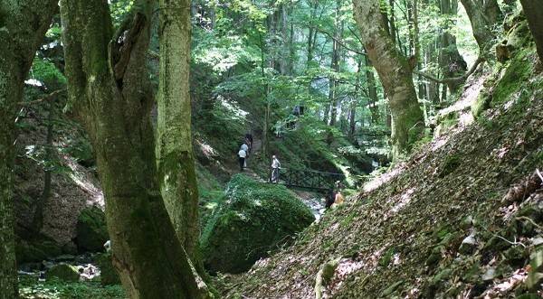 Горещи новини | Пожарникари и спасители откриха  изгубени туристи в Еленския Балкан
