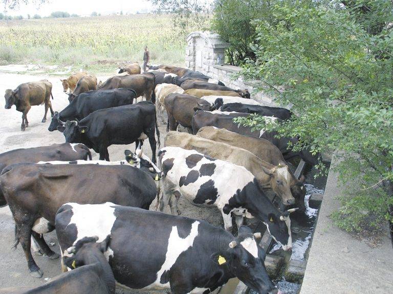 Здраве | Ваксинират 50 000 животни срещу заболяването “син език”