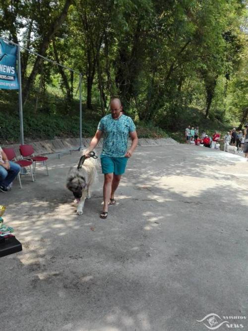 Горещи новини | Награди и много положителни емоции  на Парада на домашни кучета в Свищов