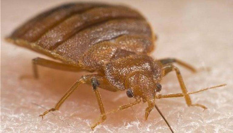 Здраве | Напаст от милиони дървеници  подлуди хората в Раданово