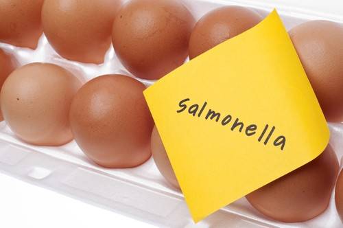 hrani-qica-salmonela-bolesti-108743-500x0