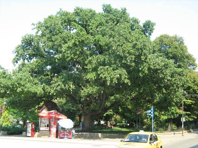 Горещи новини | Свищов и селата Росица, Патреш и Върбица са   номинирани в конкурса „Дърво с корен 2016”