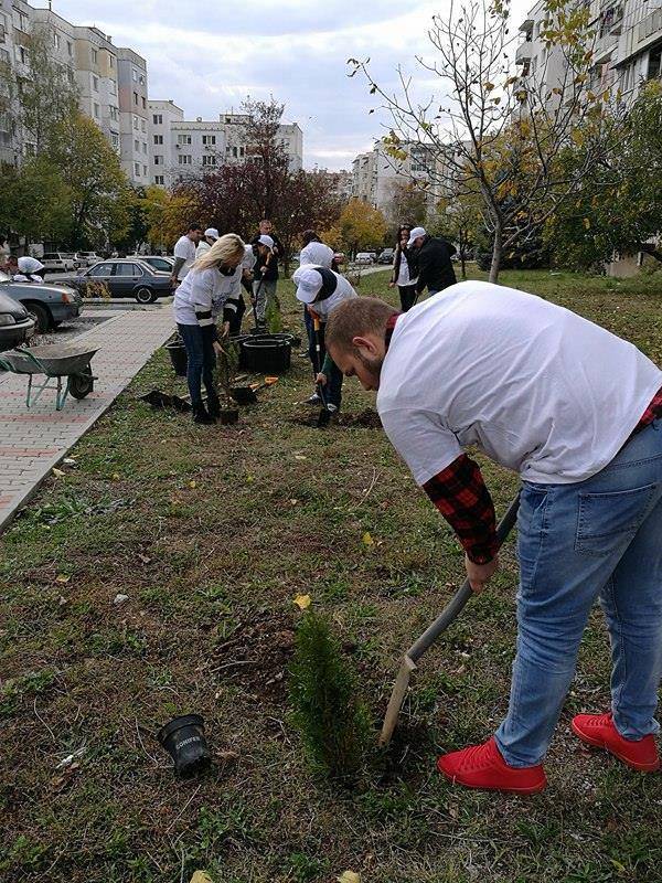 С нови дървета и храсти са облагородени междублокови  пространства в най-големия великотърновски квартал