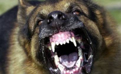 Крими | Кучета нападнаха и нахапаха жена