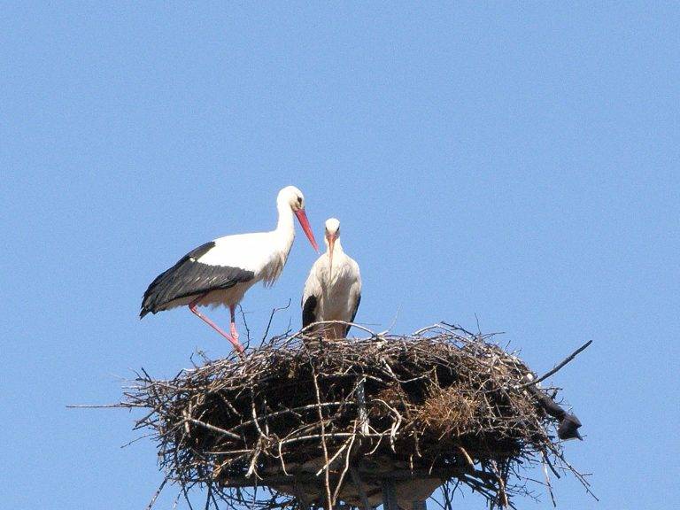 Горещи новини | Пролетта дойде в Елена заедно с щъркелите