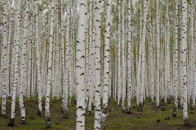 Цончо Балканджиев награден със статуетката на Фотографска академия за изключителен принос