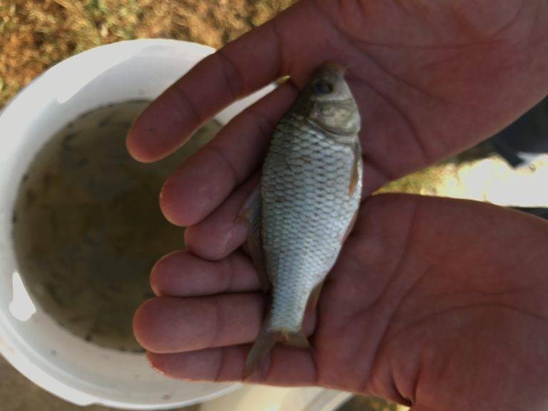 Здраве | Сигнал за умряла риба в язовир “Ал. Стамболийски”  вдигна на крака екоинспектори