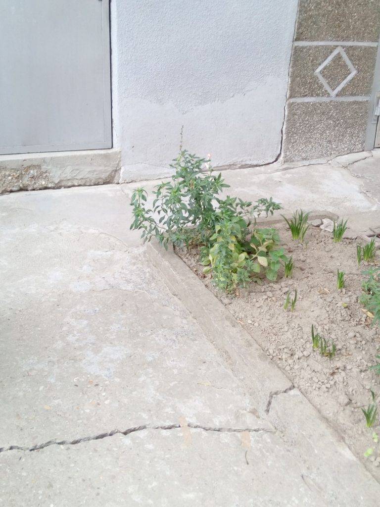 Къщи в Свищов се разцепват заради течове,  започна спешен ремонт на водопровода