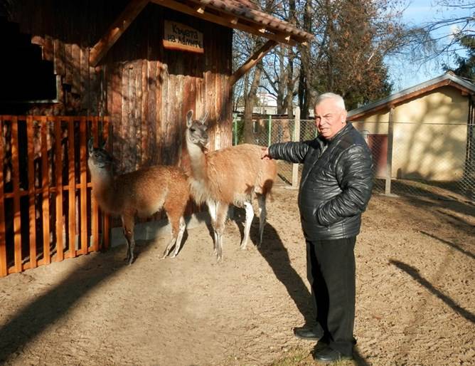 Общество | Три лами са най-новите животни  в зоокъта на Павликени