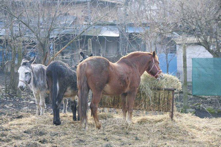 Животните от приюта  “Приятели на четири крака” намериха свой дом в Хотница
