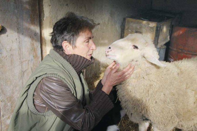 Животните от приюта  “Приятели на четири крака” намериха свой дом в Хотница