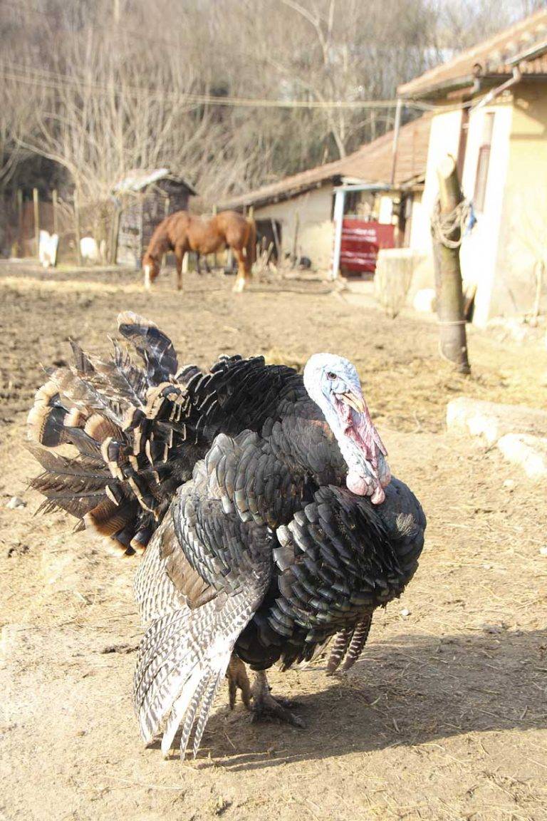 Животните от приюта  “Приятели на четири крака” намериха свой дом в Хотница
