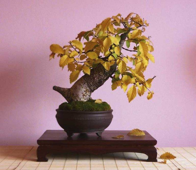 Колекция от 100 бонзаи притежава Свилен Добрев от Горна Оряховица