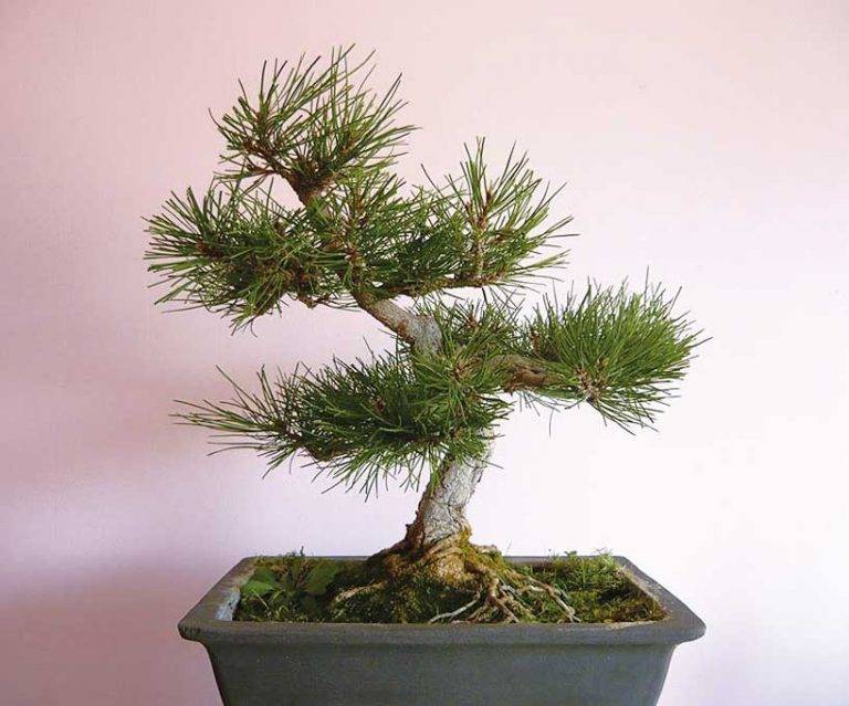 Колекция от 100 бонзаи притежава Свилен Добрев от Горна Оряховица