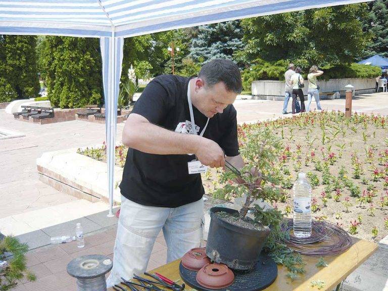 Колекция от 100 бонзаи притежава Свилен Добрев от Горна Оряховица