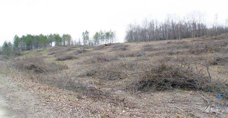 Общество | 721 акта са съставени за нарушения в горите през 2017 г.