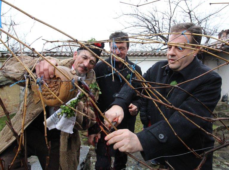 Горещи новини | Кметът  Даниел Панов заряза ритуално лозите в Килифарево