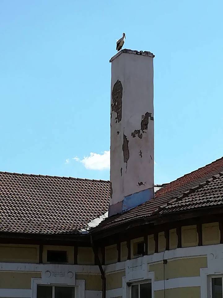 Общество | Двойка щъркели се засели върху  комина на Хуманитарната гимназия