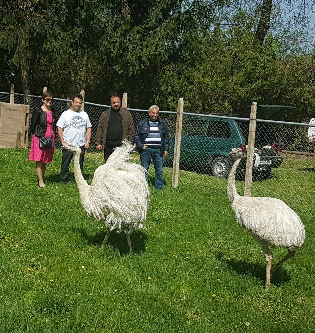 Култура | Агрономи дариха двойка птици  нанду на зоокъта в Павликени