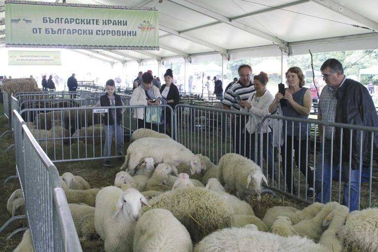 За Мариян да печели от овцевъдството  се оказва “приказка от 1001 нощ”