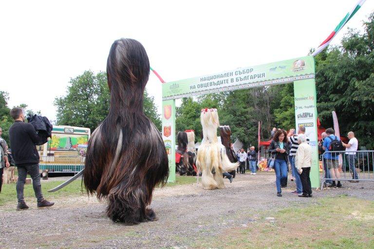 Гайди, чевермета, скари и над 150 000 гости на Събора на овцевъдите край Лясковец