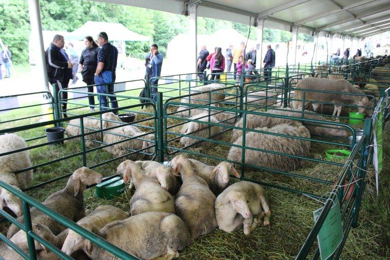 Гайди, чевермета, скари и над 150 000 гости на Събора на овцевъдите край Лясковец