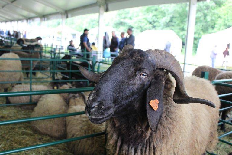 Гайди, чевермета, скари и над 150 000 гости на Събора на овцевъдите край Лясковец