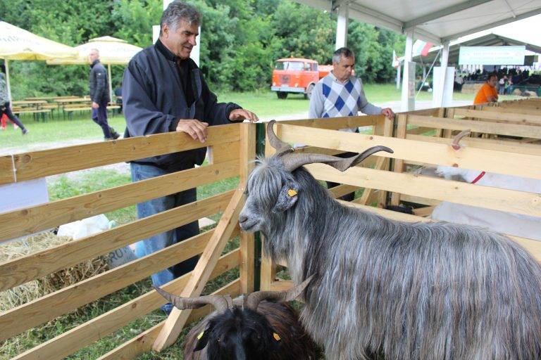 Гайди, чевермета, скари и над 150 000 гости на Събора на овцевъдите край Лясковец