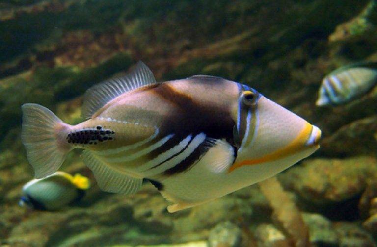 Горещи новини | Златни рибки, пирани и речни чудовища показват в изложба във Велико Търново