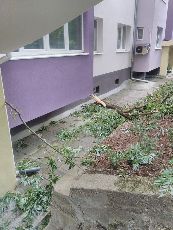 Общество | Част дърво се скърши и изкърти  изолация на новосаниран блок