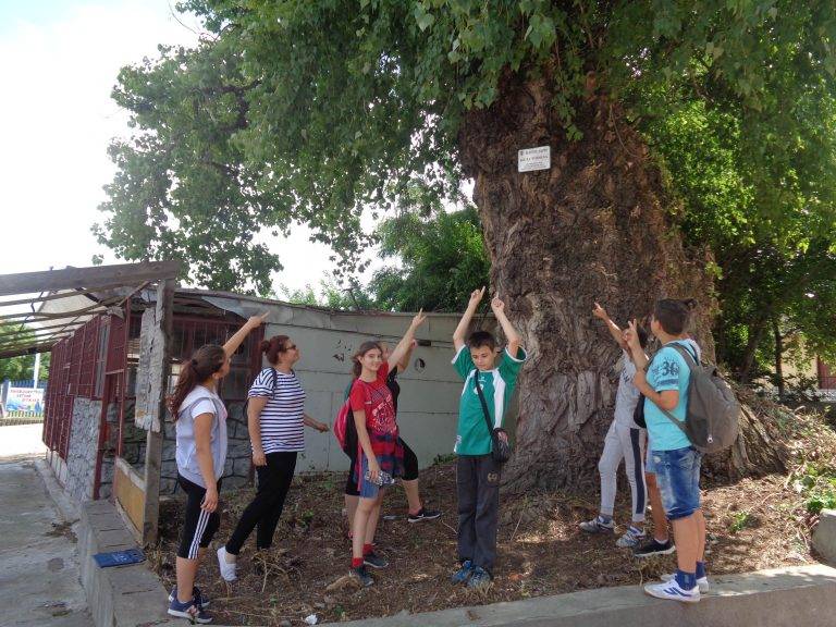 Павликени | Вековна топола обозначиха павликенски ученици