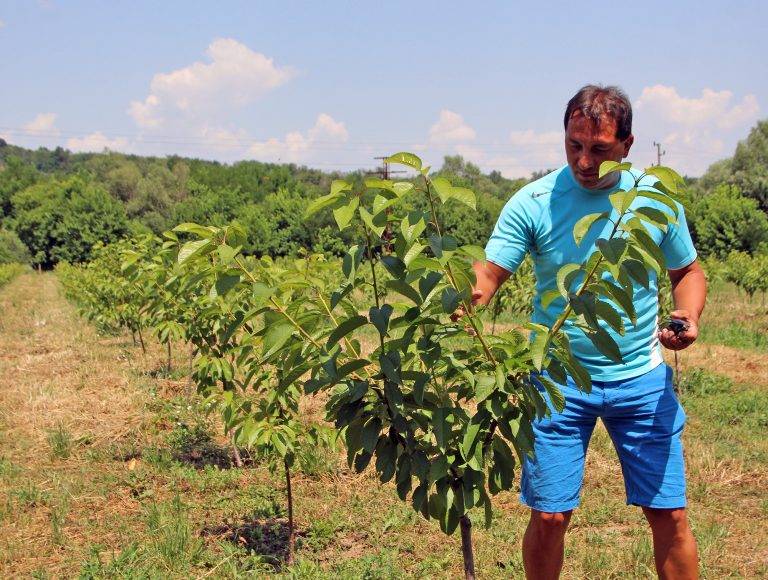 Треньор по тенис отглежда 42 дка с череши в Дебелец  и Елена